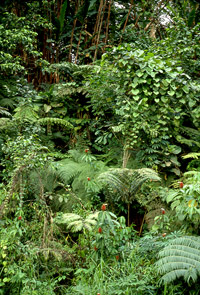 fiji041