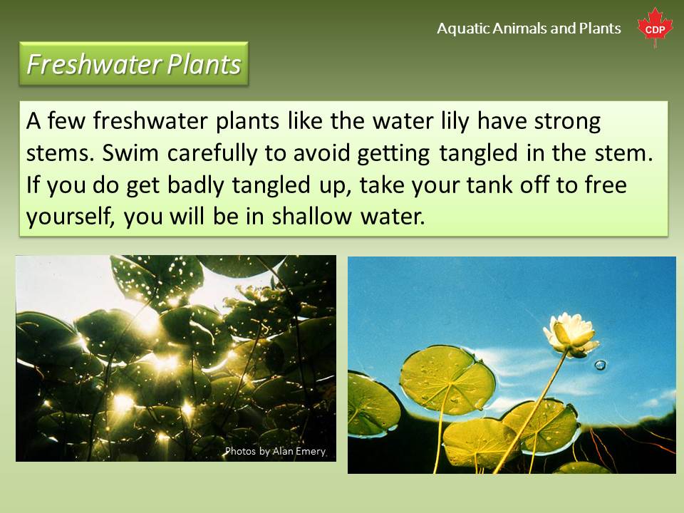What happens when a freshwater plant is placed in saltwater?