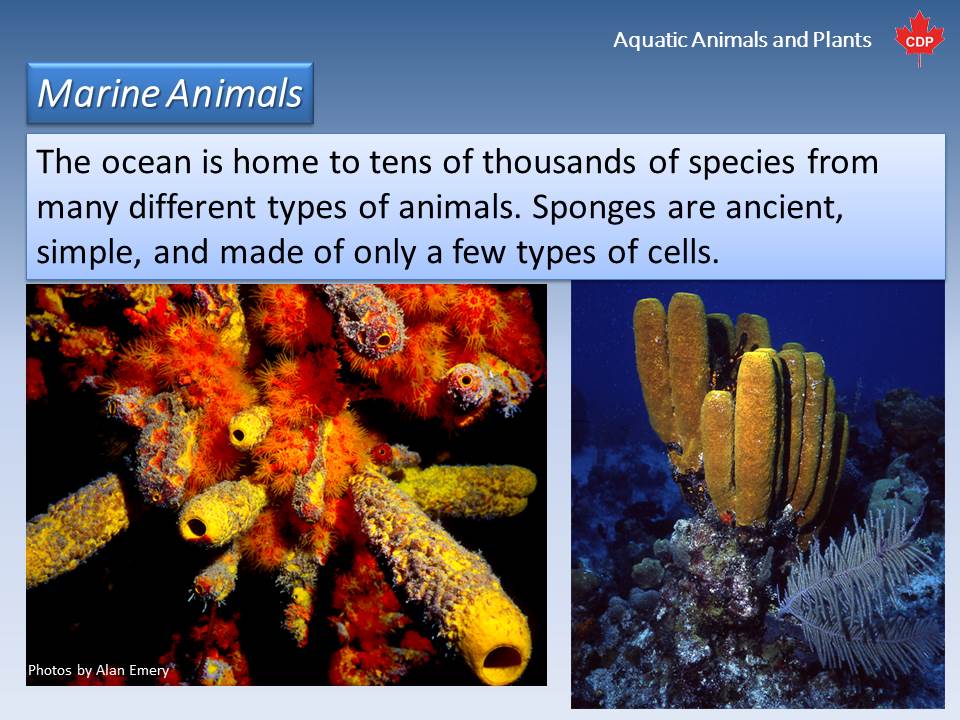 What kind of plants live in the ocean?