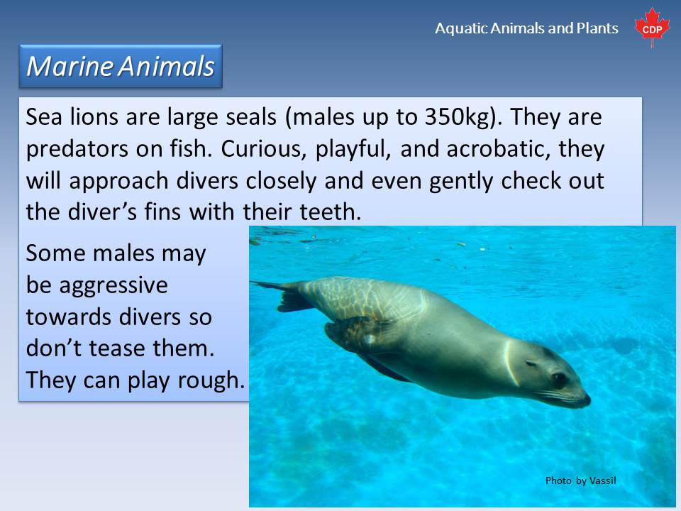 How are seals adapted to their environment?
